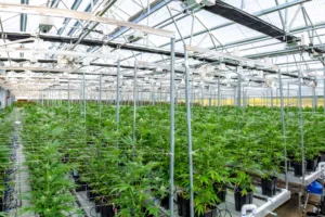 Marijanaua Farm in Canada where they manage it using Panni Management's ERP Systems